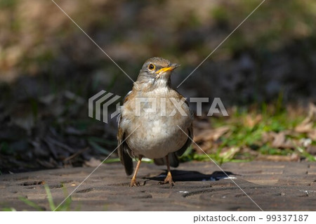 Shirohara walking on the ground 99337187