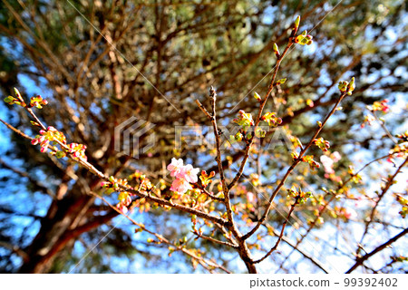 Lake Teganuma Peach buds and flowers along the cycling course 99392402