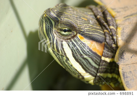 pond slider, trachemys scripta, turtle 698891