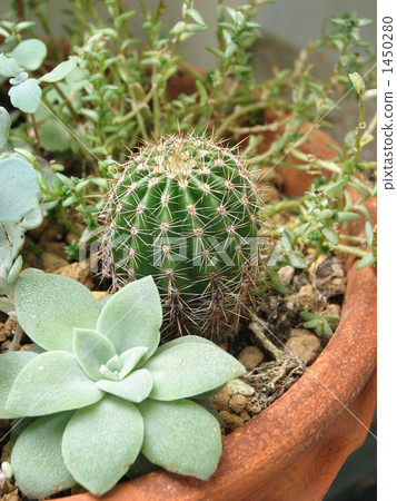 Potted succulent plants 1450280