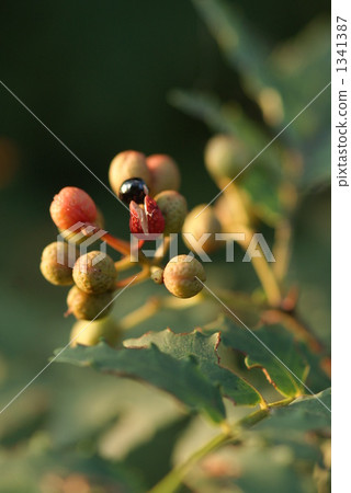 Sansho fruit 1341387