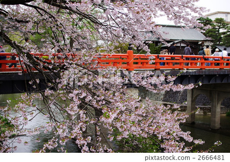 Hida Takayama Nakahashi and the cherry tree 2666481