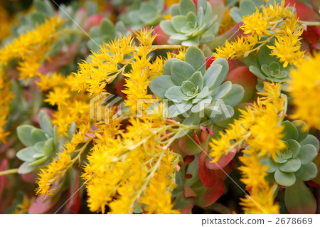 Succulent plants yellow flowers in full bloom 2678669