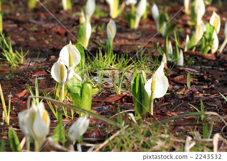 skunk cabbage, asian skunk cabbage, alpine plant 2243532