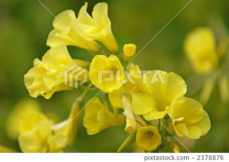 Oxalis Great Huang Flower Katabi 2378876