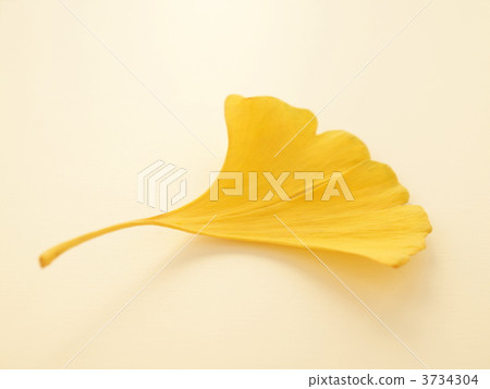 Ginkgo 3734304