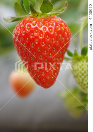 Seasonal strawberry 4438650