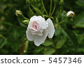 Rose flower Dominic · Loiseau 5457346