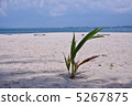 Beach palm 5267875