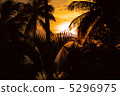 Silhouette of sunset and palm 5296975