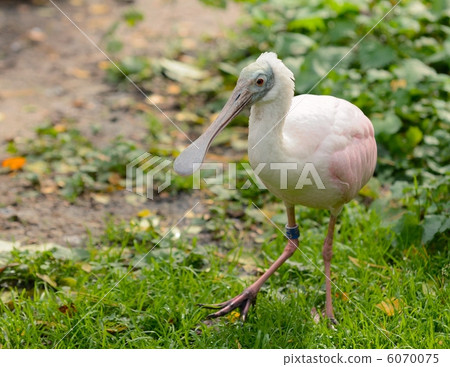 Roseate Spoonbill 2 6070075