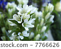 White gentian 7766626