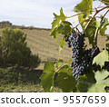 merlot grapes on the vine 9557659