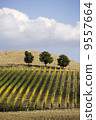 Beautiful vineyard panoramic in Italy... 9557664