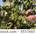 Harvester hands cutting grapes 9557665