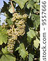 Close-up of green grapes on grapevine in vineyard 9557666