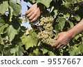 Harvester hands cutting grapes 9557667