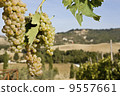 Close-up of green grapes on grapevine in vineyard 9557661