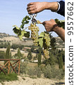 Harvester hands cutting grapes 9557662