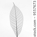 Dry transparent leaf isolated on white background 9557673