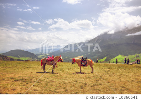 Bucolic horse 10860541