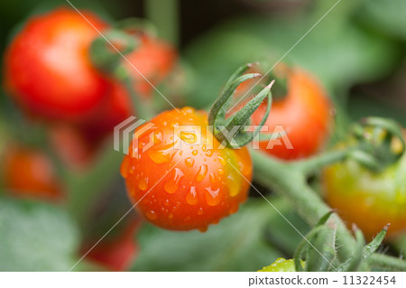 Mini Tomato 11322454