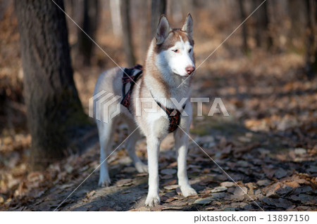 siberian husky in autumn forest 13897150