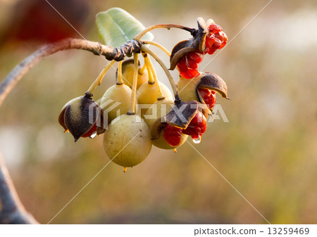 Fruit and tofu of Tobera 13259469