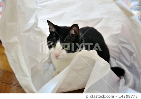 Cat entering the shopping bag 14209775