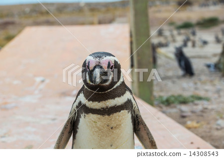 Penguin 14308543