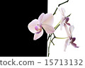 White orchid 15713132