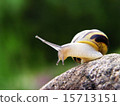 Snail on the stone 15713151