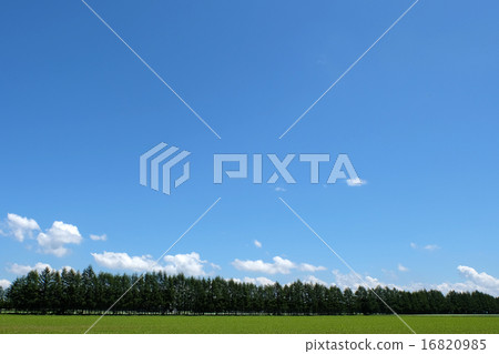 Windbreak forest and blue sky 16820985