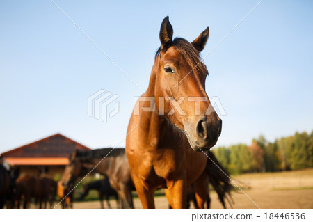 Portrait of the brown horse 18446536