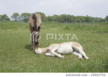 Ban ranch of a horse 20092750