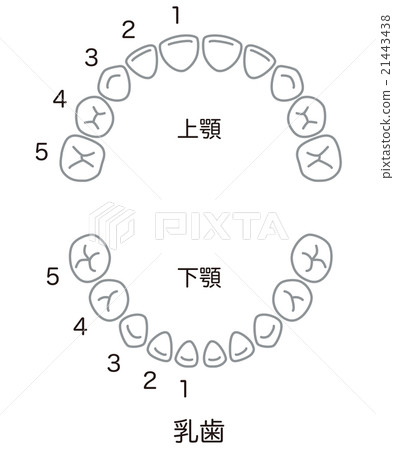 牙齒排 21443438