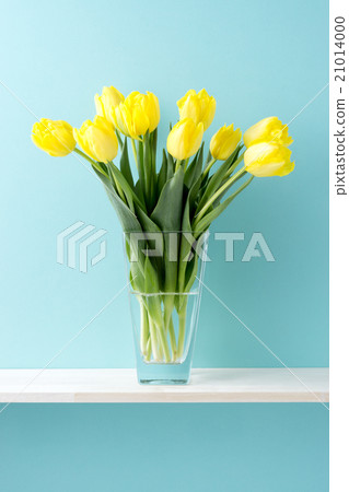 Blue background and yellow tulips 21014000