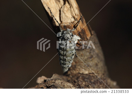 Living things insects Simuli fronds Eedashak, female. In mid-January, it stopped at the dead tree of the forest 21338533