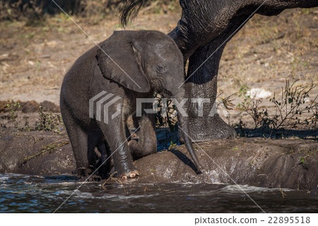 Baby elephant kneels on riverbank beside mother 22895518