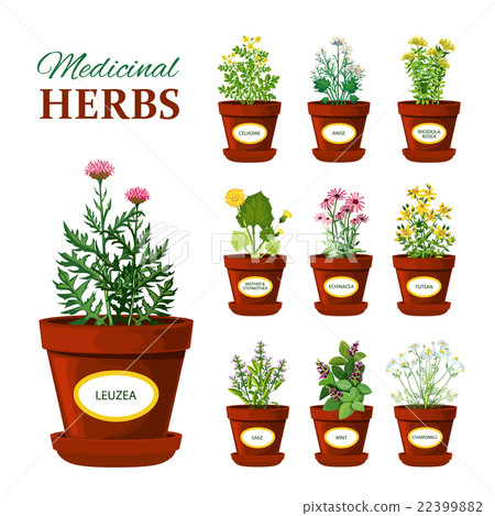 Medical Herbs In Pots With Labels 22399882