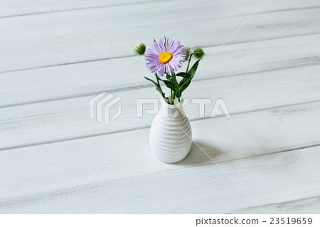 Aster amellus flower bouquet at white table 23519659