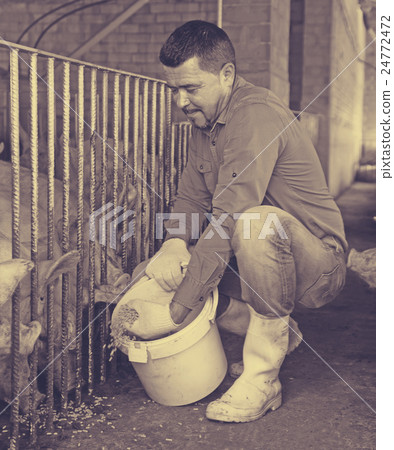 Male farmer giving pelleted food to hogs 24772472