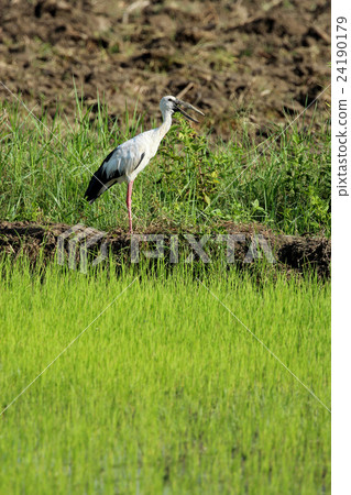 Image of stork on nature background 24190179