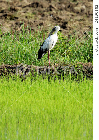 Image of stork on nature background 24190182