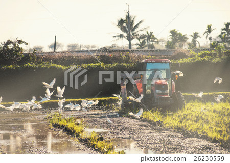 Farmers turn over the egrets and look for food 26230559