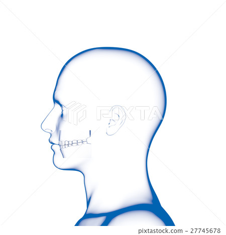 Dental model of teeth and head 27745678