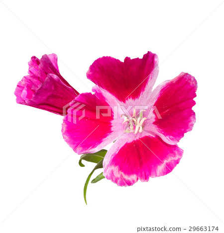 Godetia flower isolated. A branch of beautiful pink and purple spring flowers. 29663174