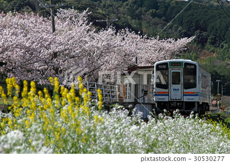 Tenryu Hamana Railway Spring Spring 30530277