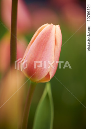 Tulip 30766804