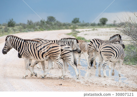 Burchell's (Plain's) zebra 30807121